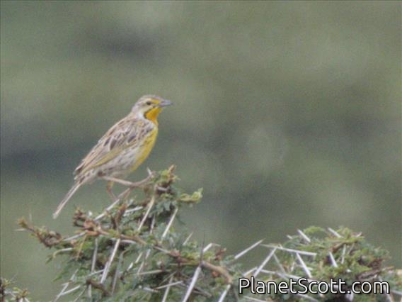 Pangani Longclaw (Macronyx aurantiigula)