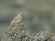 Pangani Longclaw (Macronyx aurantiigula)