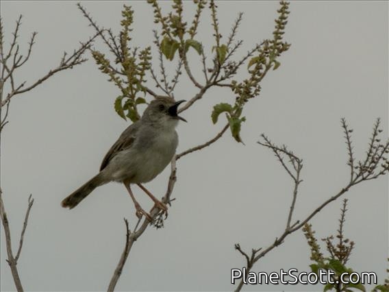 Trilling Cisticola (Cisticola woosnami)