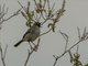 Trilling Cisticola (Cisticola woosnami)