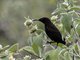 Amethyst Sunbird (Chalcomitra amethystina)