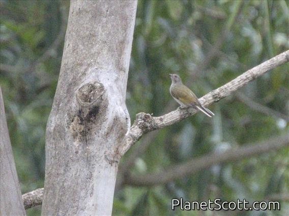 Green-backed Honeybird (Prodotiscus zambesiae)