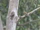 Green-backed Honeybird (Prodotiscus zambesiae)
