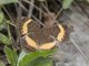 Yellow-banded Pansy (Junonia elgiva)