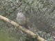 White-browed Coucal (Centropus superciliosus)
