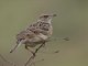 Sentinel Lark (Corypha athi)