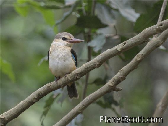 Brown-hooded Kingfisher (Halcyon albiventris)