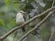 Brown-hooded Kingfisher (Halcyon albiventris)