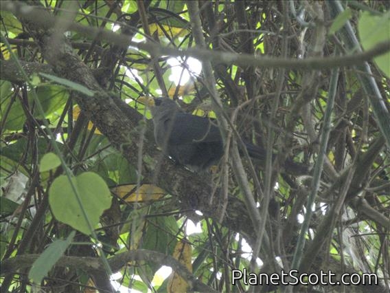 Green Malkoha (Ceuthmochares australis)
