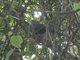 Green Malkoha (Ceuthmochares australis)