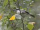 Black-backed Puffback (Dryoscopus cubla) - Female