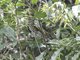 Black Cuckooshrike (Campephaga flava) - Female