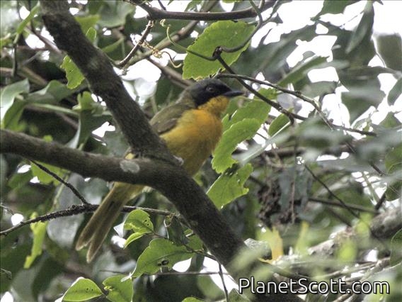 Black-fronted Bushshrike (Chlorophoneus nigrifrons)