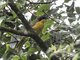 Black-fronted Bushshrike (Chlorophoneus nigrifrons)