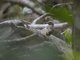 Golden-tailed Woodpecker (Campethera abingoni)
