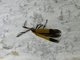 Net-winged Beetle (Lycidae sp)