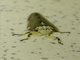 Common Raintree Spittlebug (Ptyelus grossus)