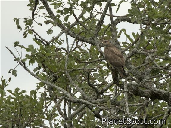 African Marsh Harrier (Circus ranivorus)