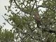 African Marsh Harrier (Circus ranivorus)