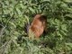 Harvey's Duiker (Cephalophus harveyi)