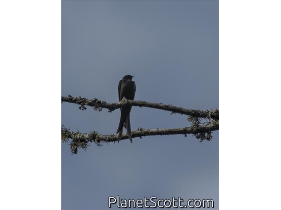 Black Sawwing (Psalidoprocne pristoptera )