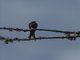 Black Sawwing (Psalidoprocne pristoptera )