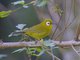 Kilimanjaro White-eye (Zosterops eurycricotus)
