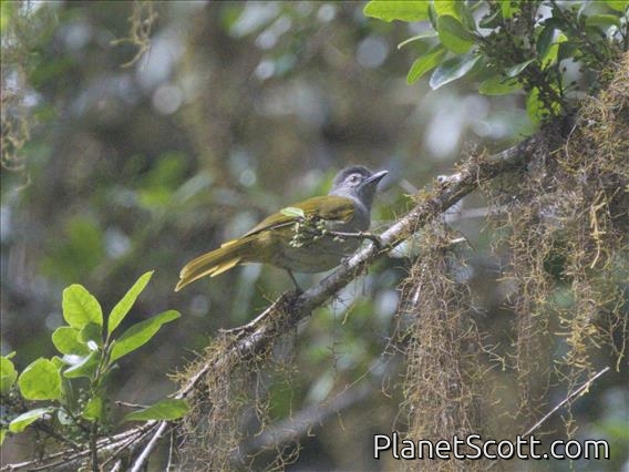 Black-headed Mountain Greenbul (Arizelocichla nigriceps)