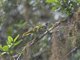 Black-headed Mountain Greenbul (Arizelocichla nigriceps)