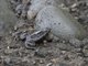 Mueller's Platanna (Xenopus muelleri)
