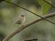 Willow Warbler (Phylloscopus trochilus)