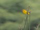 Taveta Golden Weaver (Ploceus castaneiceps)