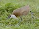 African Jacana (Actophilornis africanus) - Juvenile