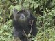 Blue Monkey (Cercopithecus mitis)