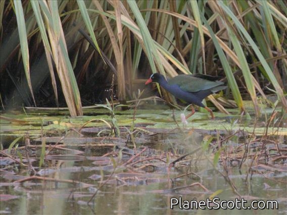 Allen's Gallinule (Porphyrio alleni)