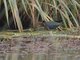 Allen's Gallinule (Porphyrio alleni)