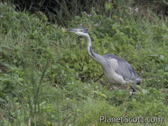 Black-headed Heron (Ardea melanocephala)
