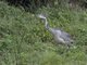 Black-headed Heron (Ardea melanocephala)