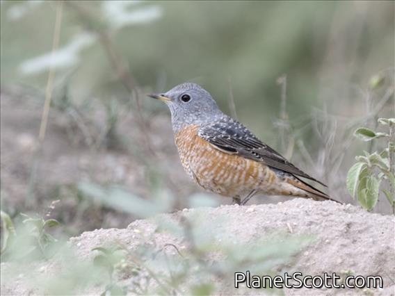 Rufous-tailed Rock-Thrush (Monticola saxatilis)