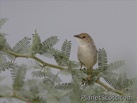 Rattling Cisticola (Cisticola chiniana)