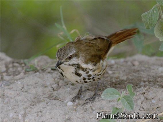 Spotted Morning-Thrush (Cichladusa guttata)