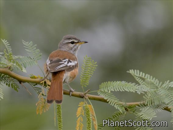 White-browed Scrub-Robin (Cercotrichas leucophrys)