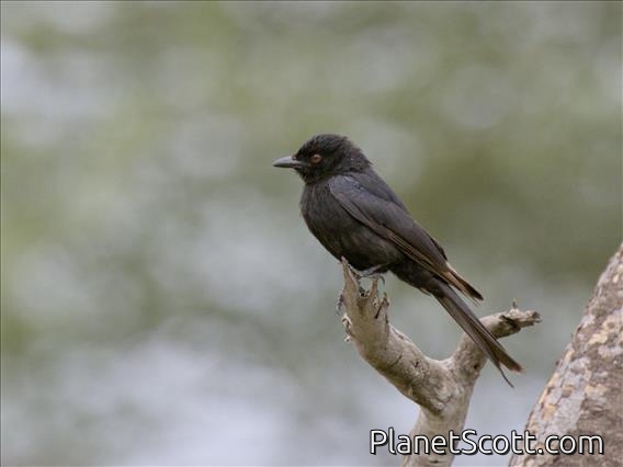 Fork-tailed Drongo (Dicrurus adsimilis)