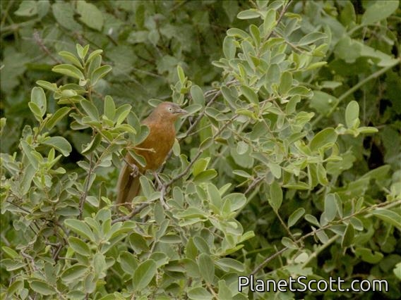 Rufous Chatterer (Argya rubiginosa)