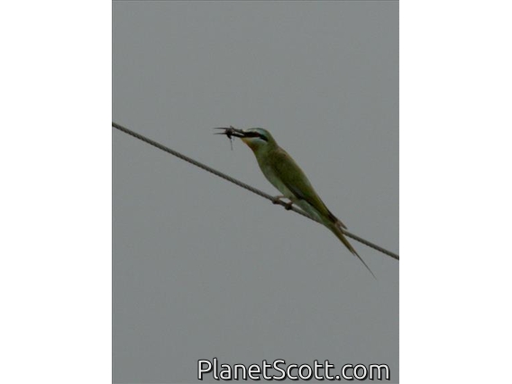 Blue-cheeked Bee-eater (Merops persicus)