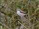Eastern Violet-backed Sunbird (Anthreptes orientalis) - Female