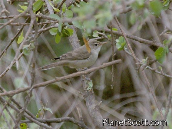 Eastern Olivaceous Warbler (Iduna pallida)