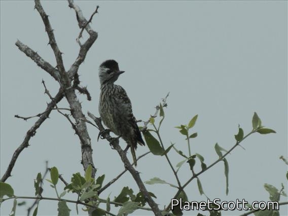 Cardinal Woodpecker (Dendropicos fuscescens)