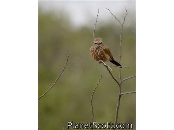 Purple Roller (Coracias naevius)