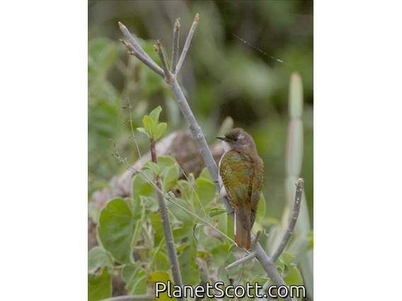 Klaas's Cuckoo (Chrysococcyx klaas)